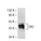 OX2 Antibody (6A387) - Western Blotting - Image 53583