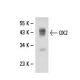 OX2 Antibody (OX90) - Western Blotting - Image 18085 