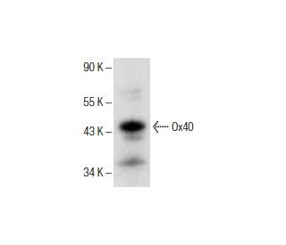 Ox40 Antibody (H-10) - Western Blotting - Image 151711 