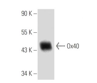 Ox40 Antibody (BER-Act35) - Western Blotting - Image 9050