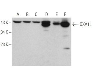 OXA1L Antibody (A-6) - Western Blotting - Image 370798 