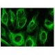 OXA1L Antibody (H-4) - Immunofluorescence - Image 143153 