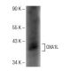 OXA1L Antibody (H-4) - Western Blotting - Image 141816
