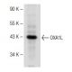 OXA1L Antibody (H-4) - Western Blotting - Image 149695 