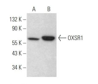 OXSR1 Antibody (A-4) - Western Blotting - Image 370816 
