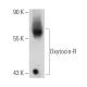 western blotting image from recommended Oxytocin-R (C-4) monoclonal antibody replacement. Image 364982