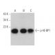 western blotting image from recommended p-4E-BP1 (62.Ser 65) monoclonal antibody replacement. Image 374876