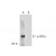 p-ACCα Antibody (F-2) - Western Blotting - Image 136721