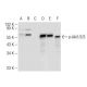 p-Akt1/2/3 Antibody (11E6) - Western Blotting - Image 71934 