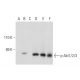 p-Akt1/2/3 Antibody (11E6) - Western Blotting - Image 132028