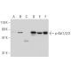 p-Akt1/2/3 Antibody (11E6) - Western Blotting - Image 136023 