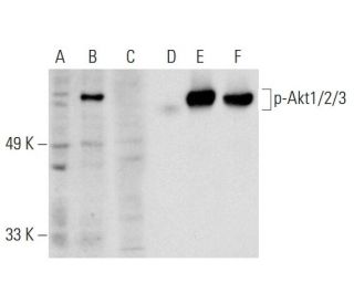 p-Akt1/2/3 Antibody (A-12) - Western Blotting - Image 136947 