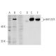 p-Akt1/2/3 Antibody (A-12) - Western Blotting - Image 136947 
