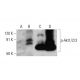p-Akt1/2/3 Antibody (A-12) - Western Blotting - Image 377018