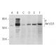 p-Akt1/2/3 Antibody (B-12) - Western Blotting - Image 294677