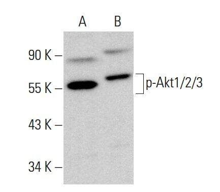 p-Akt1/2/3 Antibody (B-5)  SCBT - Santa Cruz Biotechnology