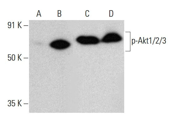 p Akt1 2 3 Antibody B 5 SCBT Santa Cruz Biotechnology