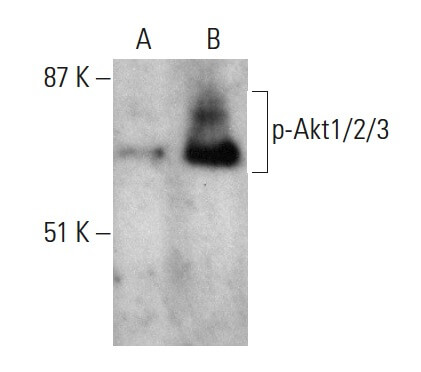 p-Akt1/2/3 Antibody (B-5) HRP