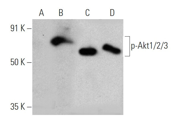 p-Akt1/2/3 Antibody (C-11) | SCBT - Santa Cruz Biotechnology