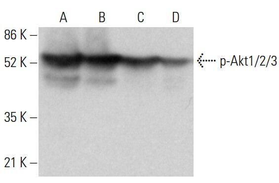 p-Akt1/2/3 Antibody (C-11) | SCBT - Santa Cruz Biotechnology