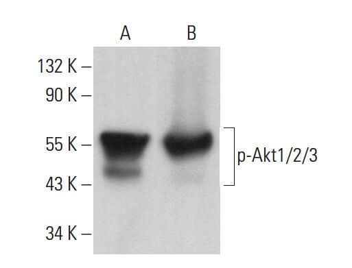 p-Akt1/2/3 Antibody (C-11) | SCBT - Santa Cruz Biotechnology