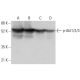 western blotting image from recommended p-Akt1/2/3 (C-11) monoclonal antibody replacement. Image 376603