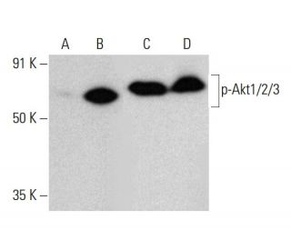 western blotting image from recommended p-Akt1/2/3 (B-5) monoclonal antibody replacement. Image 376860