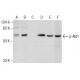 p-Akt1 Antibody (5.Ser 473) - Western Blotting - Image 158395 
