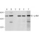p-Akt1 Antibody (5.Ser 473) - Western Blotting - Image 159341 