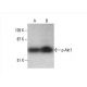p-Akt1 Antibody (5.Ser 473) - Western Blotting - Image 394361