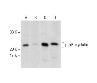p-&alpha;B-crystallin Antibody (F-1) - Western Blotting - Image 145807 