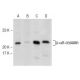 p-αB-crystallin Antibody (F-1) - Western Blotting - Image 145807 