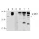 p-ARK-1 Antibody (95.Thr 288) - Western Blotting - Image 159333