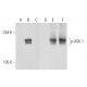 p-ASK 1 Antibody (B-5) - Western Blotting - Image 127930