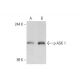 p-ASK 1 Antibody (B-5) - Western Blotting - Image 130081 