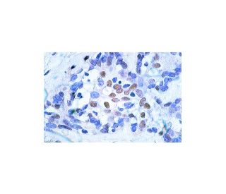 p-ATF-2 Antibody (F-1) - Immunohistochemistry - Image 813 