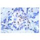 p-ATF-2 Antibody (F-1) - Immunohistochemistry - Image 813 