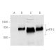 western blotting image from recommended p-ATF-2 (F-1) monoclonal antibody replacement. Image 812