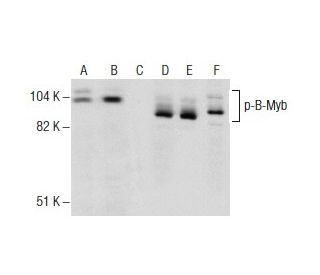 P-B-Myb Antibody (H-3) | SCBT - Santa Cruz Biotechnology