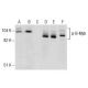 p-B-Myb Antibody (H-3) - Western Blotting - Image 157441 