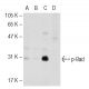 p-Bad Antibody (C-10) - Western Blotting - Image 126224