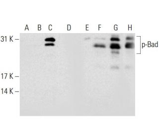 p-Bad Antibody (C-10) - Western Blotting - Image 132658 