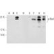 p-Bad Antibody (C-10) - Western Blotting - Image 132658 