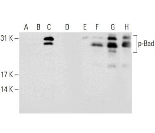 western blotting image from recommended p-Bad (C-10) monoclonal antibody replacement. Image 132658