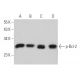 western blotting image from recommended p-Bcl-2 (367.Ser 70) monoclonal antibody replacement. Image 377314