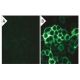 p-β-dystroglycan Antibody (pY892.27.1) - Immunofluorescence - Image 133194 