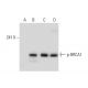 western blotting image from recommended p-BRCA1 (G-4) monoclonal antibody replacement. Image 133097