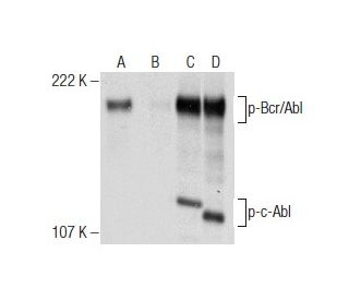 p-c-Abl Antibody (7.Tyr 412) - Western Blotting - Image 158391
