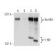 p-c-Abl Antibody (7.Tyr 412) - Western Blotting - Image 158391