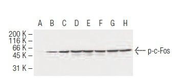 p c Fos Antibody 34E4 SCBT Santa Cruz Biotechnology